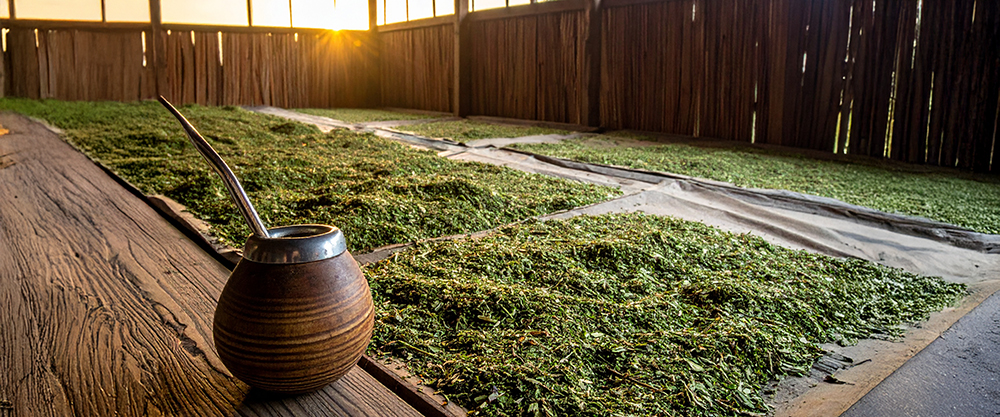 Yerba mate suszona powietrzem – proces produkcji