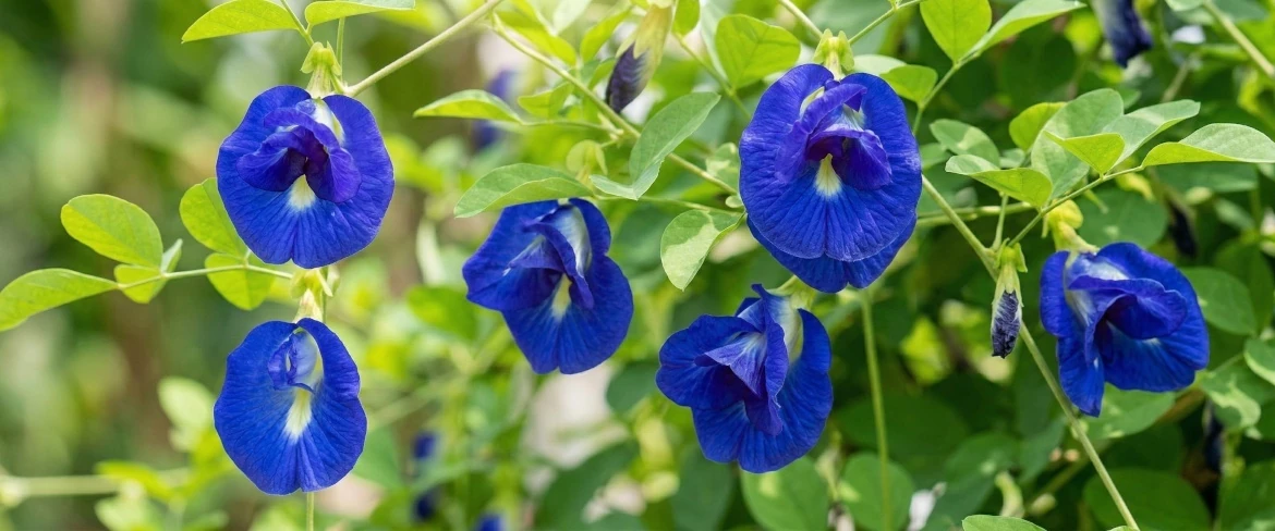 Kwiaty klitorii ternateńskiej butterfly pea flower – tropikalna roślina