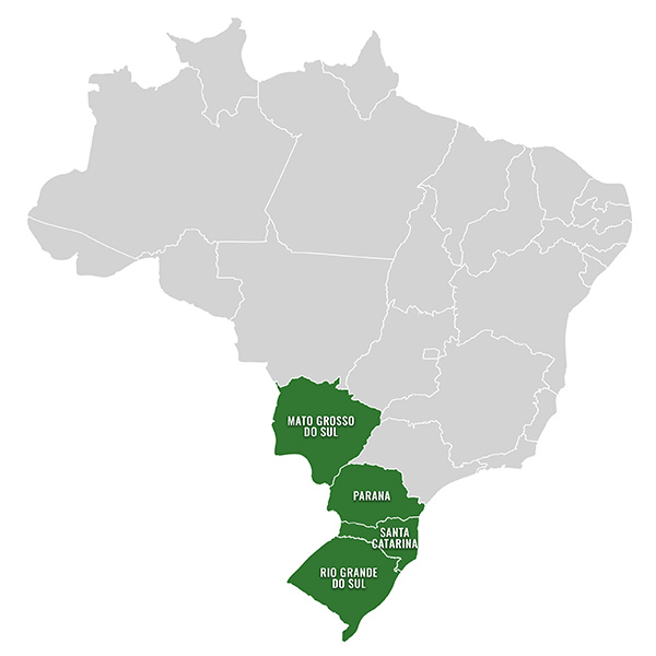 Brazylijska yerba – gdzie powstaje?