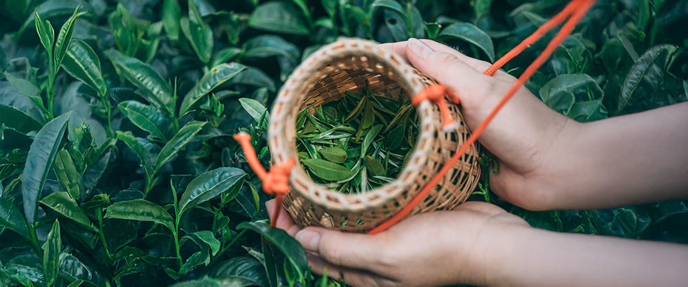 Yaguar yerba mate