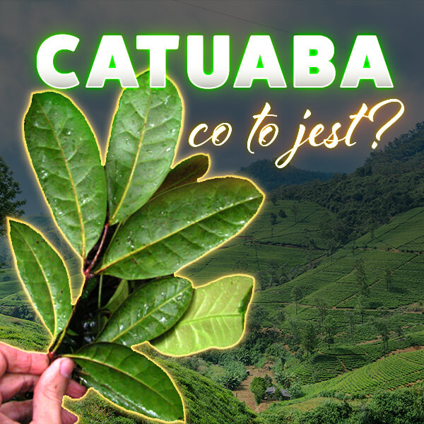 Catuaba - co to jest?