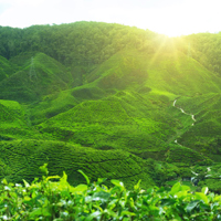 Yerbodolary! Gospodarka yerba mate