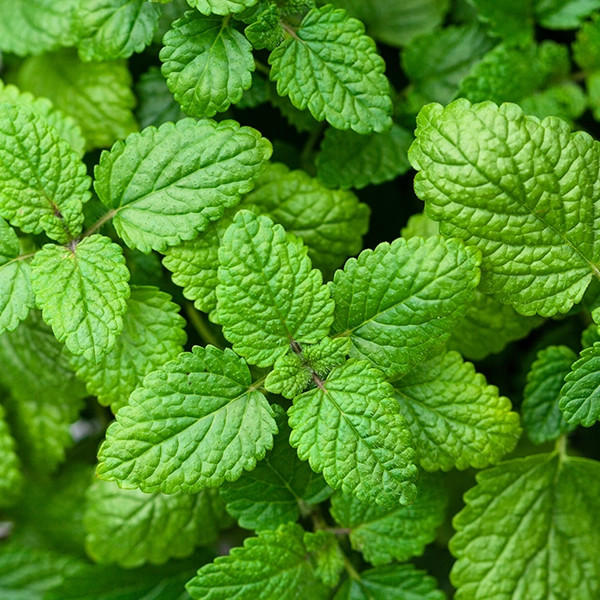 Melisa. Naturalne antidotum na stres