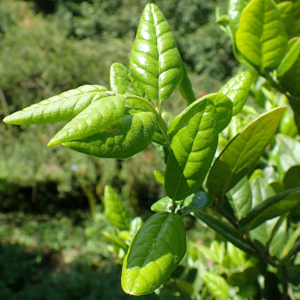 Boldo – na ratunek niestrawności!