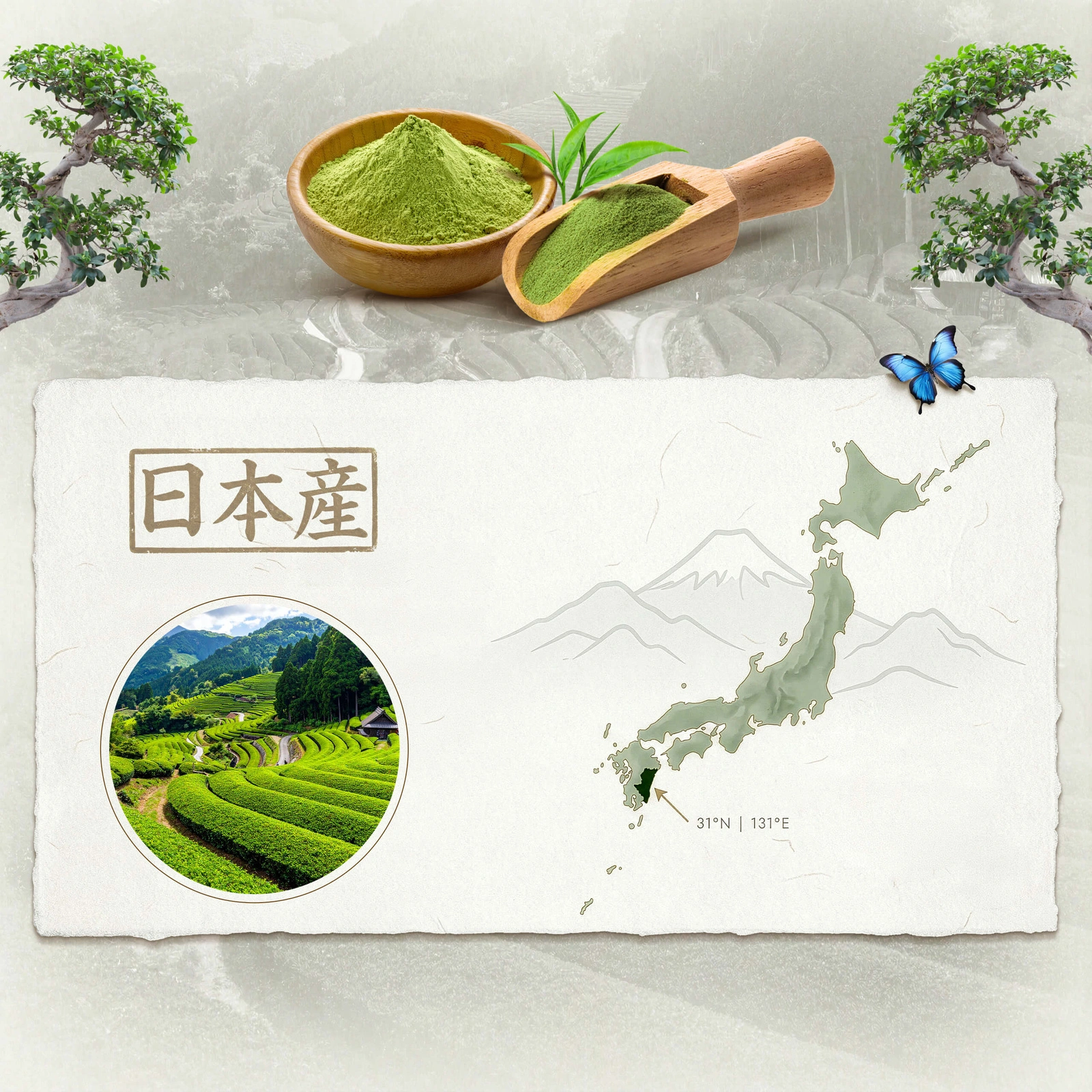 Matcha ceremonialna japońska BIO Mary Rose