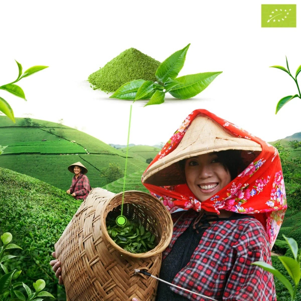 Japońska Herbata Zielona Matcha (BIO) Ceremonialna 1 kg