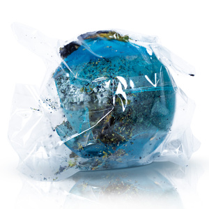 (II. kategoria) Mary Rose – Bomba herbaciana Midnight Blossom